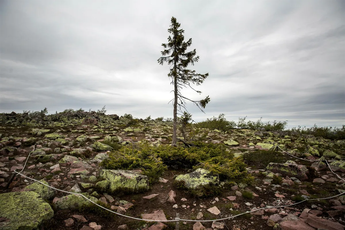 Old Tjikko  - En överlevare från istiden