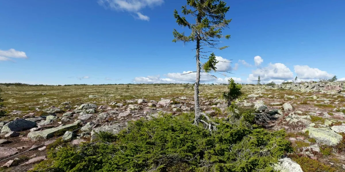 sveriges äldsta träd